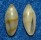 MARGINELLIDAE VOLVARINA BEVDEYNZERI shell