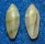 MARGINELLIDAE VOLVARINA BEVDEYNZERI shell