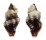 BUCCINIDAE ENGINELLA LEUCOZONA shell