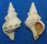 FOSSIL AUSTROTRITON WOODSII shell