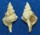 FOSSIL AUSTROTRITON TORTIROSTRIS shell