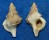 FOSSIL AUSTROTRITON TORTIROSTRIS shell