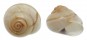 LANDSNAIL QUISTRACHIA LEFROYI shell
