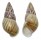 LANDSNAIL AMPHIDROMUS CONTRARIUS shell
