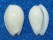 MARGINELLIDAE PERSICULA OBESA shell