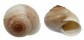 LANDSNAIL QUISTRACHIA LEFROYI shell