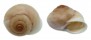 LANDSNAIL QUISTRACHIA LEFROYI shell