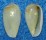 MARGINELLIDAE HYALINA CYLINDRICA shell