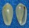 MARGINELLIDAE HYALINA CYLINDRICA shell
