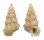 CERITHIIDAE PLESIOTROCHUS MONACHUS shell