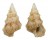 CERITHIIDAE PLESIOTROCHUS MONACHUS shell
