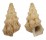 CERITHIIDAE PLESIOTROCHUS MONACHUS shell