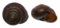 LANDSNAIL SPHAEROSPIRA INCEI shell
