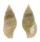 COLUMBELLIDAE COSMIOCONCHA NITENS shell