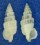 CERITHIIDAE CERITHIUM BALTEATUM shell