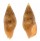 COLUMBELLIDAE METANACHIS cf. LAINGENSIS shell