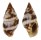 COLUMBELLIDAE ANACHIS VARIA shell