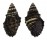 MURICIDAE ERGALATAX MARGARITICOLA shell