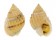 NASSARIIDAE NIOTHA GRUNERI shell