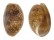 BULLIDAE BULLA VERNICOSA shell