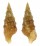 CERITHIIDAE CERITIUM LISSUM shell
