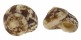 TURBINIDAE TEGULA FASCIATA shell
