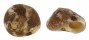 TURBINIDAE TEGULA FASCIATA shell