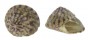 TROCHIDAE GIBBULA UMBILICARIS shell