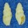 COLUMBELLIDAE ZAFRONA KILBURNI shell