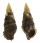 CERITHIIDAE CERITHIUM ATRATUM shell