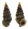 CERITHIIDAE CERITHIUM ATRATUM shell