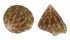 TURBINIDAE JUJUBINUS ESCONDIDUS shell