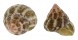 TURBINIDAE JUJUBINUS ESCONDIDUS shell