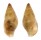 COLUMBELLIDAE MITRELLA cf. AUSTRINA shell