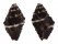 BUCCINIDAE ENGINA TURBINELLA shell