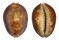 CYPRAEIDAE CYPRAEA CAPUTSERPENTIS ROSTRATE shell