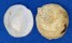 HIPPONICIDAE CHEILEA CEPACEA shell