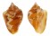 COLUMBELLIDAE COLUMBELLA MERCATORIA shell