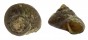 TROCHIDAE GIBBULA UMBILICARIS shell