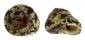 TROCHIDAE TEGULA FASCIATA shell