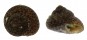 TROCHIDAE CLANCULUS CRUCIATUS shell