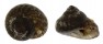 TROCHIDAE CLANCULUS CRUCIATUS shell