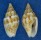 COLUMBELLIDAE COLUMBELLA SCRIPTA shell