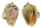 STROMBIDAE STROMBUS LENTIGINOSUS shell