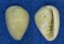 FOSSIL MARGINELLA PARDALIS shell