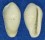 FOSSIL MARGINELLA EULIMA shell