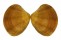 VENERIDAE MARCIA  RECENS shell