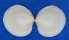 LUCINIDAE LUCINOMA SPECIES shell