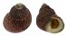 TROCHIDAE MONODONTA LABIO shell