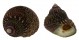 TROCHIDAE MONODONTA LABIO shell